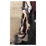 Skunk pelt