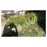 Assortment of Plants and Planters