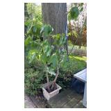 Money Tree