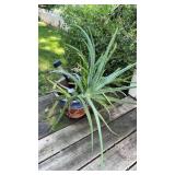 Aloe Vera Plant with Decorative Planter
