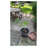 Money tree and additional plant