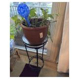 Live plant in vase and on stand