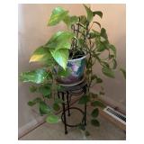 Live plant in vase and on stand