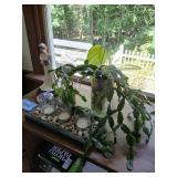 Lot of household items, live plants etc.