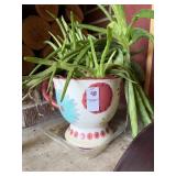 Aloe plant