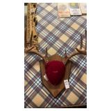 Vintage white tail deer antler wall mount with