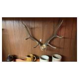 Elk horns