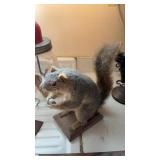 Taxidermy Squirrel