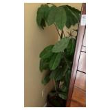 Faux Plant