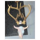 Deer antlers & ceramic skull