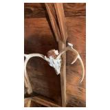 Lot of skeleton heads and antlers