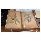 Antique Gould Hummingbird Lithographs in Original