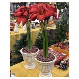 Set of 2 potted faux amaryllis