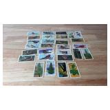 Vintage 1968 Red Rose Tea Cards ï¿½ Songbirds,