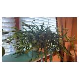 Christmas Cactus Plant