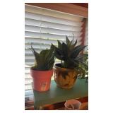 Two Plants In Pots