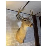 Whitetail deer buck shoulder mount with bullet