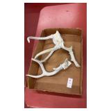 Deer Antlers