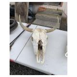 STEER SKULL