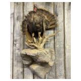 Impressive Taxidermy Turkey Mount