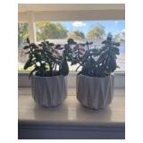 Pair Of Live Plants With White Decorative Pots 5"X
