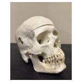Genuine Human Dental Phantom Skull - 7"x4"x6"