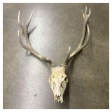 Red Deer Taxidermy Skull 32"X43"