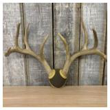 Whitetail Deer Antler Mount 23"X18"