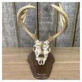 Whitetail Deer Antler Taxidermy Mount 15"X16"