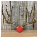 Whitetail Deer Antler Mount 24"X22"
