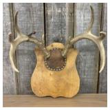 Whitetail Deer Antler Taxidermy Mount 18"X18"