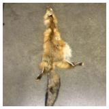 Red Fox Pelt 12"X43"