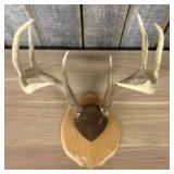 Whitetail Deer Antler Taxidermy Mount 17X15"