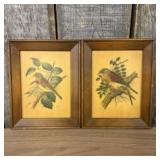 Vintage Framed Bird Prints By P.H. Gonner 8"X10"