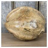 Large Dried Coconut 7"X8"