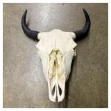 Authentic American Bison Skull Taxidermy 19"X25"X"