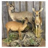 Rare Full Body Duiker, Steenbok And Klipspringer "