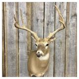 Whitetail Deer Taxidermy Shoulder Wall Mount 21"X"