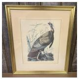 Framed Print of "Wild Turkey" (Plate 1) from John