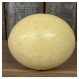 Large Ostrich Egg Specimen