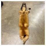 Tanned Red Fox Pelt with Head and Tail