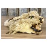 Taxidermy Bobcat Head Mount