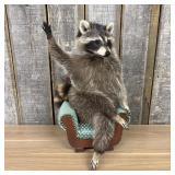Anthropomorphic Taxidermy Juvenile Raccoon in Upho