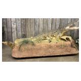 Large Scale Saltwater Crocodile Full Body Taxiderm