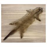 Tanned Marten Pelt