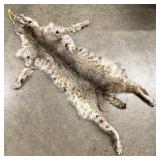 Tanned Bobcat Pelt with CITES Tag