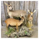 Three Life Size African Antelope Taxidermy Mounts