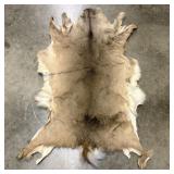 Large Tanned North American Whitetail Deer Hide