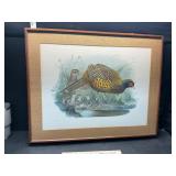 Pheasant pictures