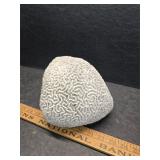 Brain coral